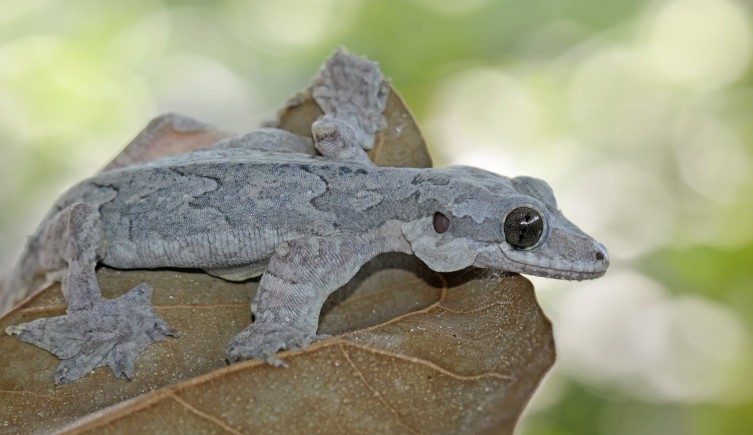 New flying gecko : मिजोरम में नई गेको प्रजाति की खोज की गई